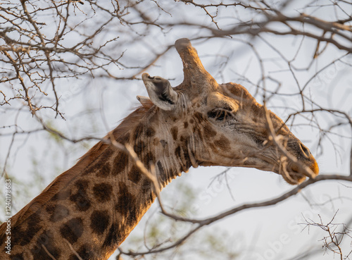 African animals Giraffe in the bush of Kruger National Park South Africa photo