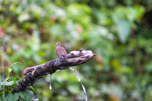 Natural bird images in Bang Pu District, Samut Prakan Province, Thailand photo