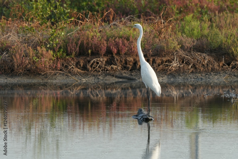 Fototapeta premium Natural bird images in Bang Pu District, Samut Prakan Province, Thailand