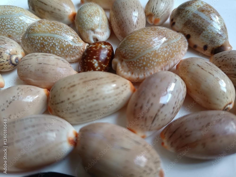 sea shell sea shell