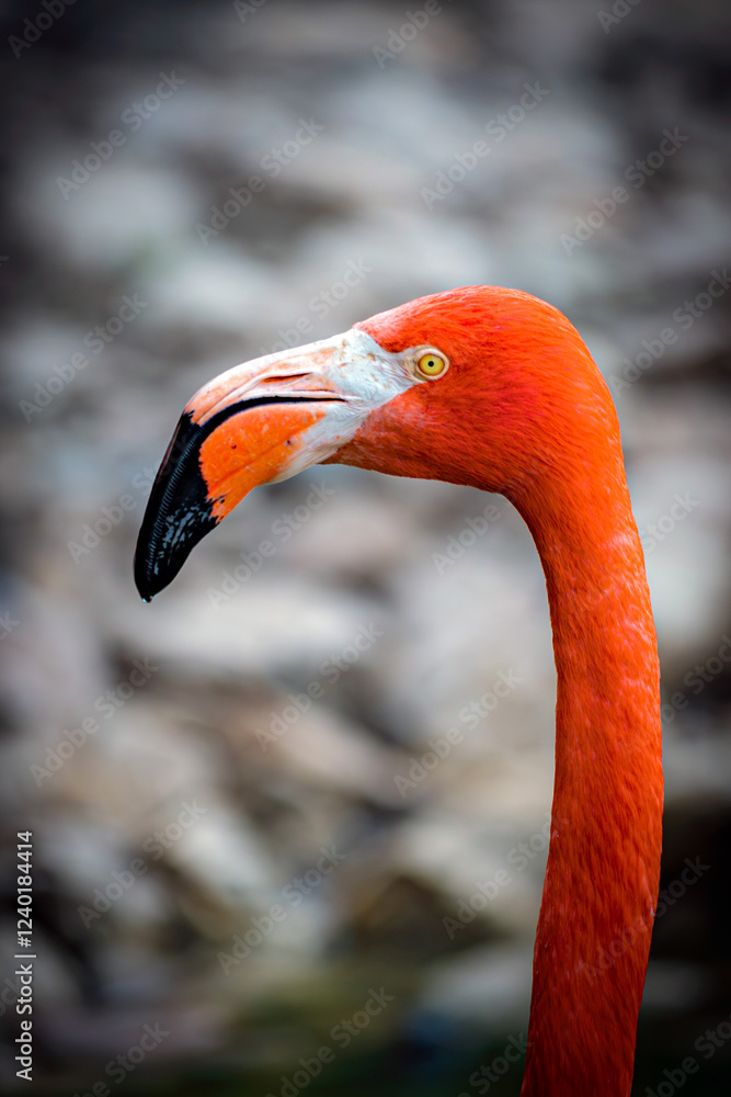 Fototapeta premium Flamant rose