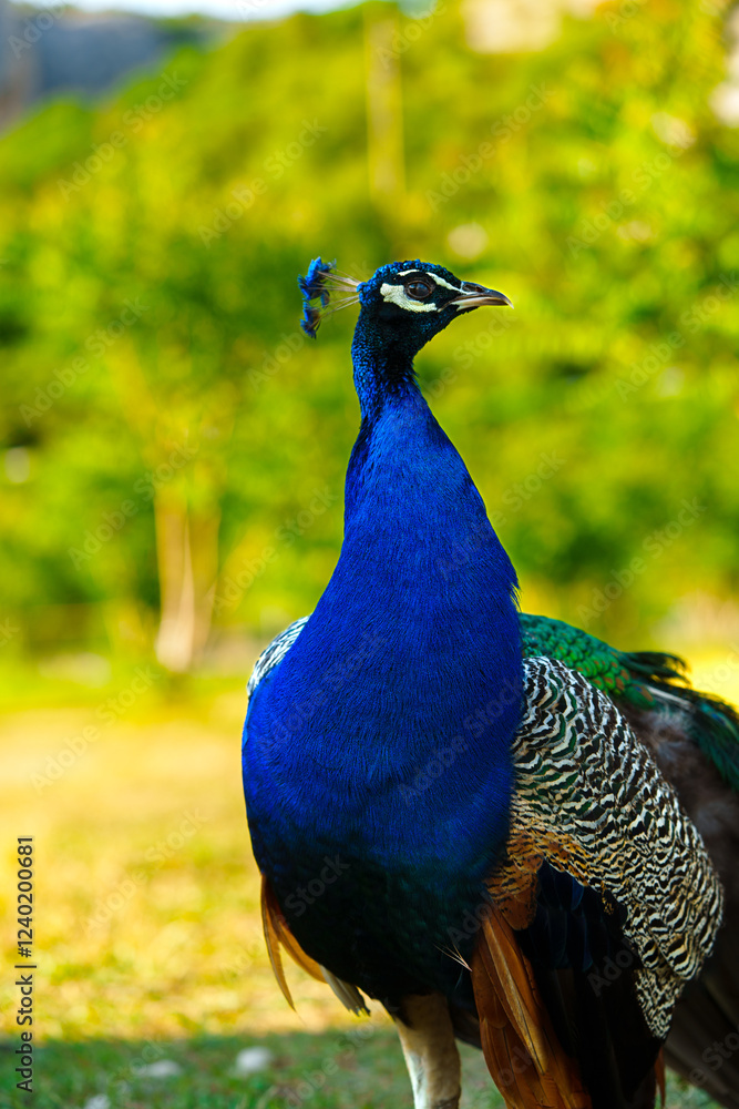 Obraz premium Majestic peacock displays vibrant plumage in a lush green environment during daylight