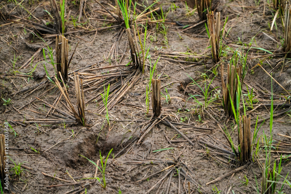 Close-up view of a harvested rice paddy field, showcasing the stubble and new growth. The image depicts rural agriculture. Post-Harvest Rice Paddy Field: A Glimpse into Rural Agriculture Close-up view of a harvested rice paddy field, showcasing the stubble and new growth. The image depicts rural agriculture. Post-Harvest Rice Paddy Field: A Glimpse into Rural Agriculture
