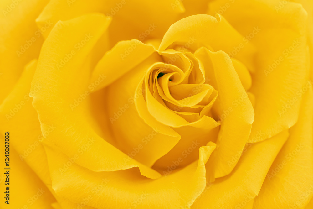 Close up yellow rose with petals macro texture, top view beauty nature aesthetic background, Natural floral pattern,soft selective focus, dright monochrome colored stylish photo, sunlight summer mood Close up yellow rose with petals macro texture, top view beauty nature aesthetic background, Natural floral pattern,soft selective focus, dright monochrome colored stylish photo, sunlight summer mood
