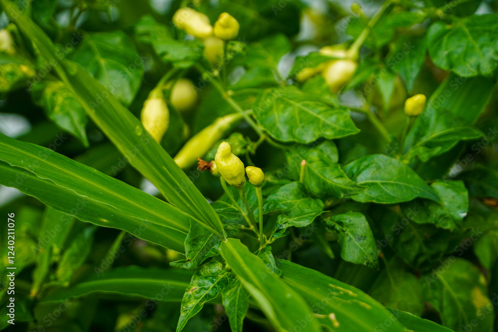 Close-up view of a thriving chili pepper plant with vibrant green leaves and unripe yellow peppers. Vibrant Green Chili Peppers Plant Close-up view of a thriving chili pepper plant with vibrant green leaves and unripe yellow peppers. Vibrant Green Chili Peppers Plant