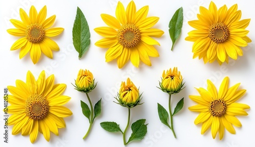 Vibrant yellow flowers and green leaves arranged on a white background. Close up view showcasing details of the blossoms and buds. Bright, cheerful