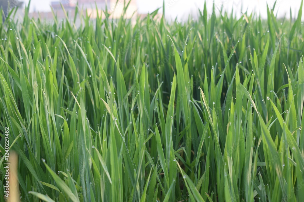 Asian agriculture seasonal crops in growing process, Seedlings of young shoots on field in spring. Green wheat sprouts on field against sky and clouds. Slow motion. Concept of life, growing sprouts. Asian agriculture seasonal crops in growing process, Seedlings of young shoots on field in spring. Green wheat sprouts on field against sky and clouds. Slow motion. Concept of life, growing sprouts.