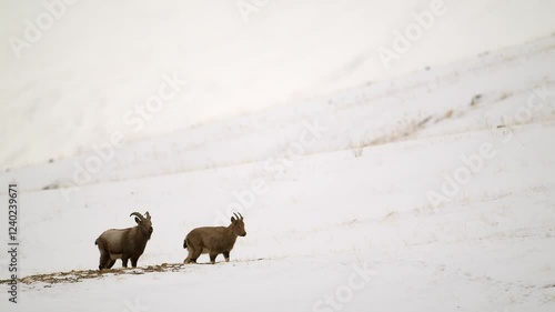 Himalaya Ibex male with long horns and female grazing in a snow covered mountain landscape