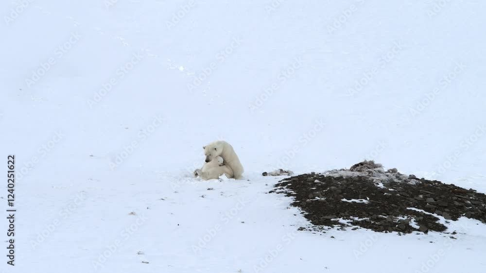 Two Polar bear cubs suckling from their mother in the Arctic circle, North pole Two Polar bear cubs suckling from their mother in the Arctic circle, North pole