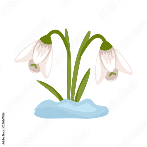 Snowdrops. Spring flowers. Isolated vector illustration