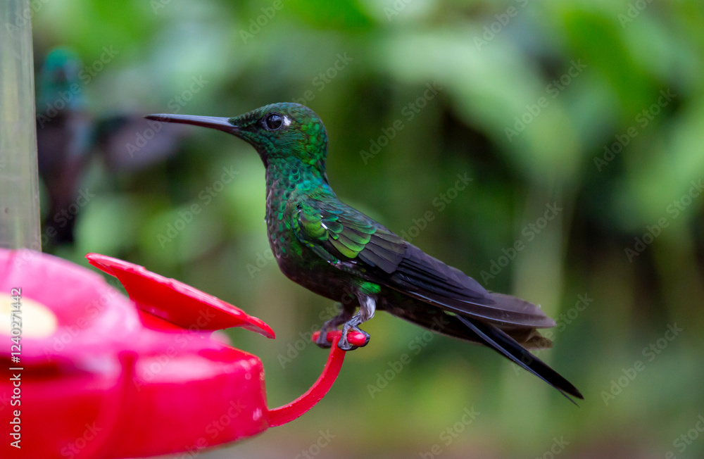 hummingbird feeding on a feeder hummingbird feeding on a feeder