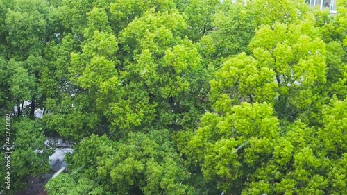 Rain showers over lush green trees in an urban park during a tranquil afternoon
