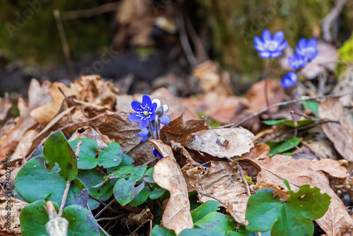 Hepatica flowers in early spring
