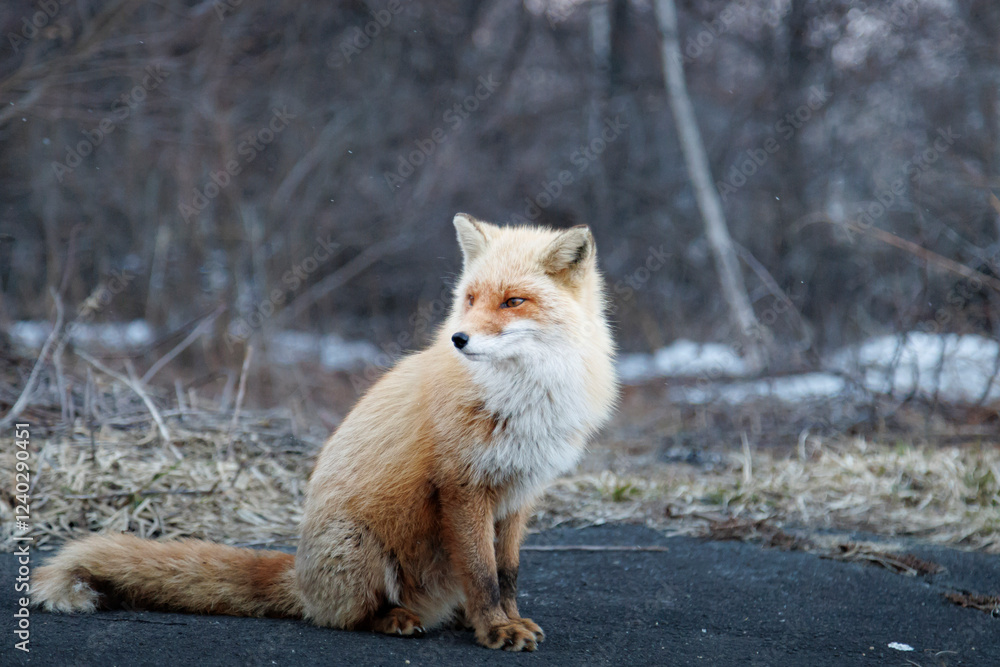 Fototapeta premium red fox vulpes