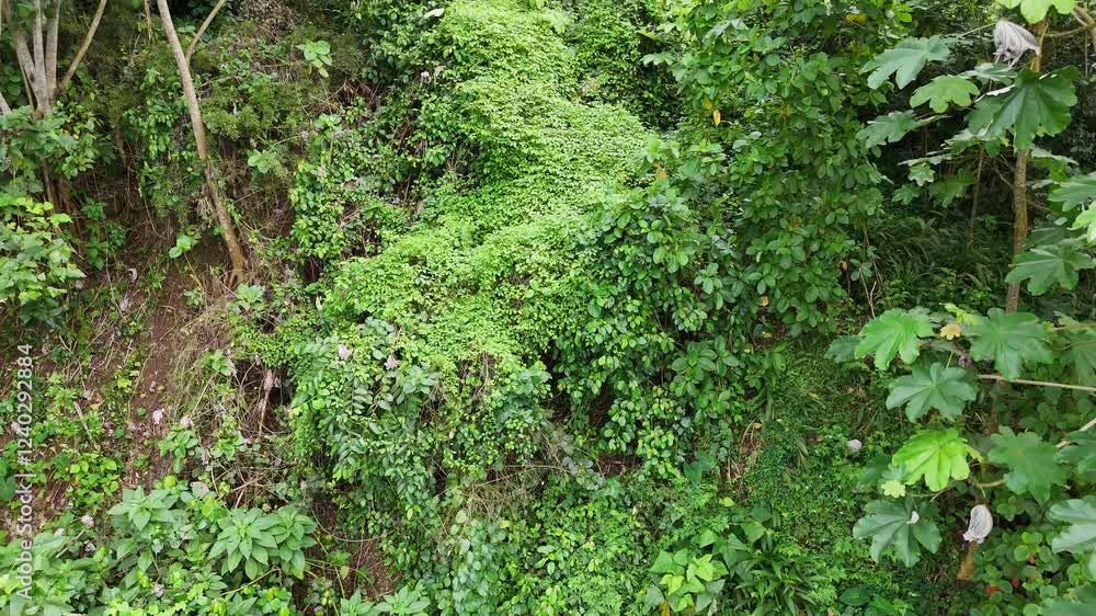 Sao Tome and Principe - Saint Nicholas Waterfall Aerial View Near Monte Cafe. Scenic Cascade Surrounded by Lush Tropical Rainforest in Central Africa. Sao Tome and Principe - Saint Nicholas Waterfall Aerial View Near Monte Cafe. Scenic Cascade Surrounded by Lush Tropical Rainforest in Central Africa.