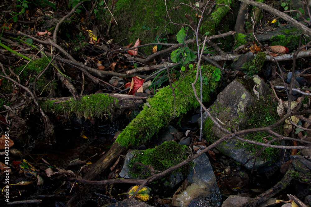 moss on the tree moss on the tree