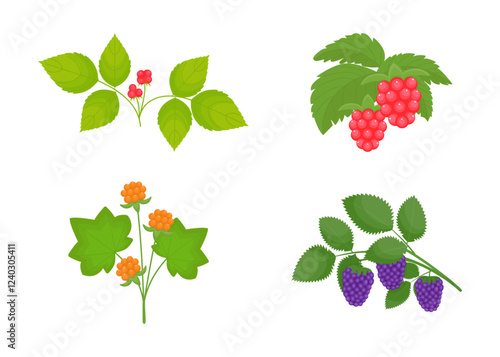 Stoneberry, raspferry, cloudberry and blackberry isolated on a white background. Set of the Rosaceae family berries. Vector illustration, colored icon, design element. Collection in the flat style.
