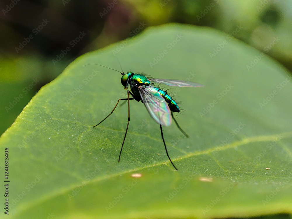 metallic green fly with the Latin name Condylostylus metallic green fly with the Latin name Condylostylus