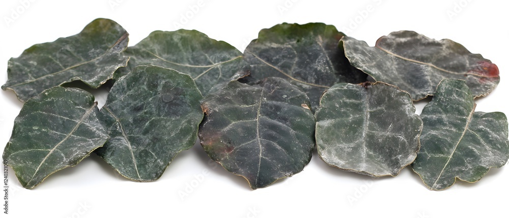 Obraz premium Collection of Dusty Green Leaves Botanical Photography