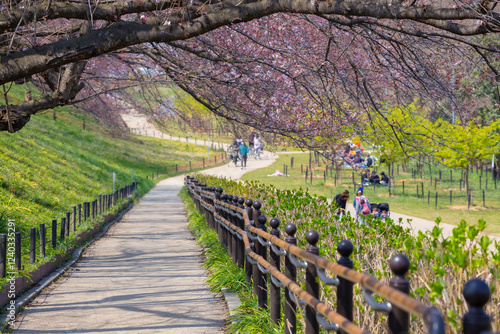 Hanami Festival and the beauty of cherry blossoms at Gongendo Tsutsumi with a field of Nanohana flowers as a backdrop, in early April every year, Saitama Prefecture, Japan