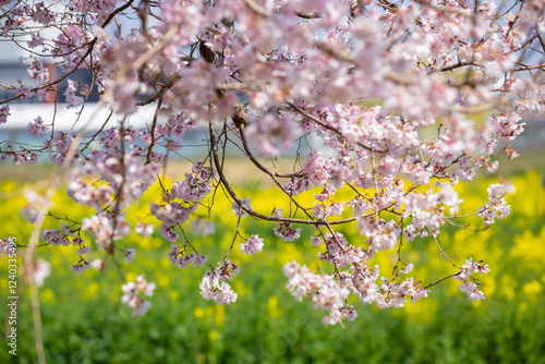 Photography Hanami Festival and the beauty of cherry blossoms at Gongendo Tsutsumi with a fi