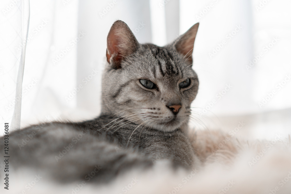 窓辺でくつろぐ可愛い猫 サバトラ猫 窓辺でくつろぐ可愛い猫 サバトラ猫