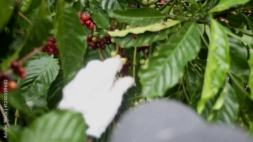 Harvesting Coffee Beans:  A close-up shot of a hand carefully picking ripe red coffee beans from a coffee plant. The vibrant green foliage of the coffee plant provides a lush backdrop for the rich.