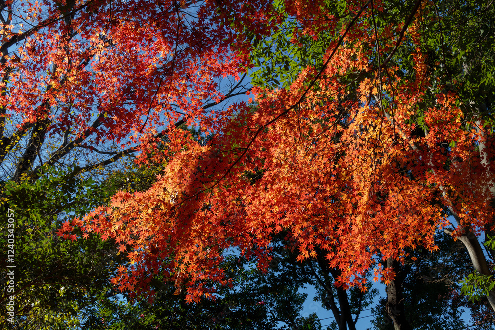 紅葉 紅葉