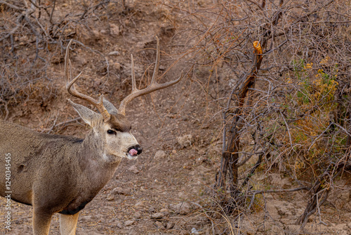 Venado Bura en el desierto de Chihuahua, Mule deer in Mexico´s desert. photo