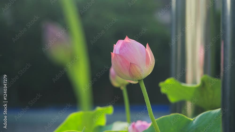 Beautiful lotus flower blooming in serene garden setting during early morning light Beautiful lotus flower blooming in serene garden setting during early morning light