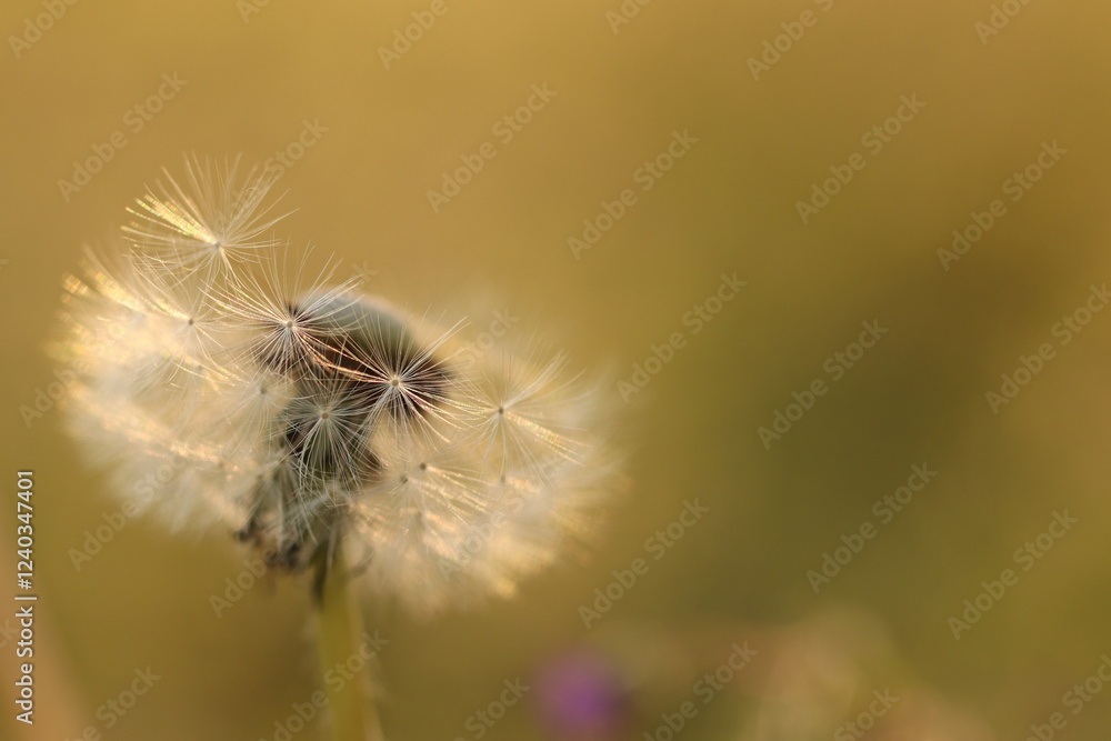Fototapeta premium particolare di un fiore di dente di leone al tramonto