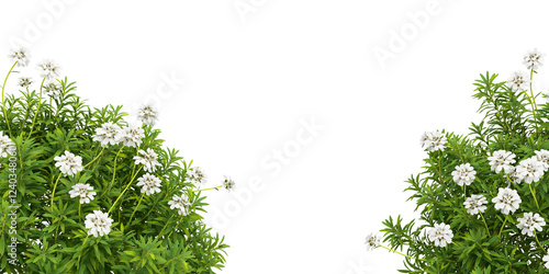 grass with white flowers