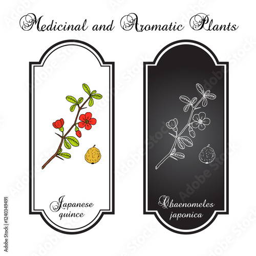 Japanese quince (Chaenomeles japonica), edible and medicinal plant. Hand drawn botanical vector illustration