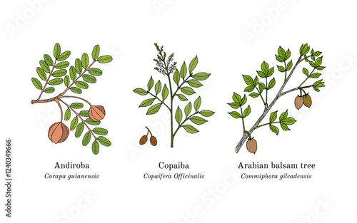 Collection of edible and medicinal plants. Hand drawn botanical vector illustration