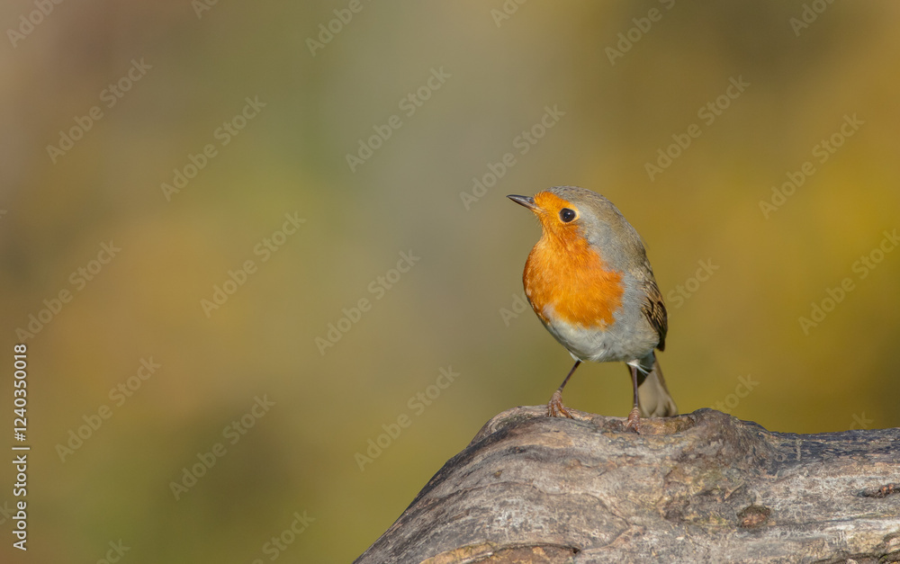 The European robin - at the wet forest in autumn The European robin - at the wet forest in autumn