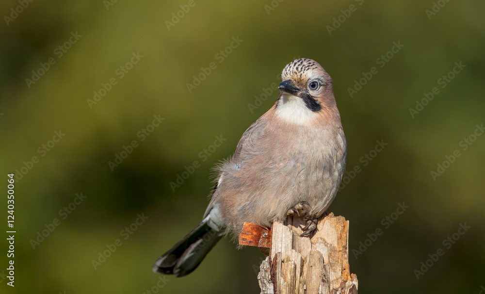 Eurasian Jay - in winter at the wet forest Eurasian Jay - in winter at the wet forest