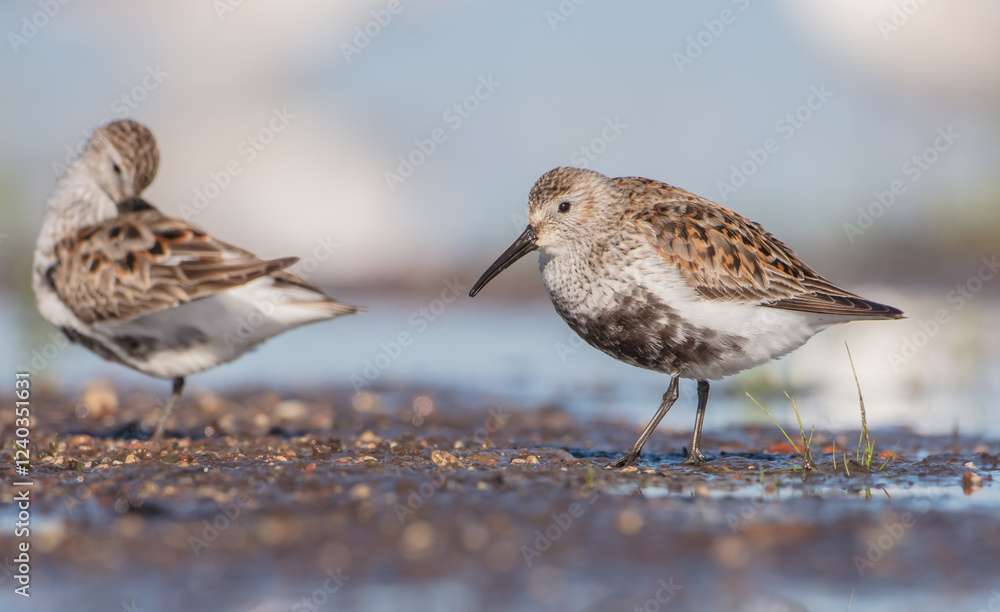 Dunlin - adult bird at a wetland on the spring migration Dunlin - adult bird at a wetland on the spring migration