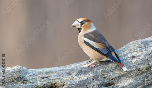 Fotografie The hawfinch - male in autumn at a wet forest