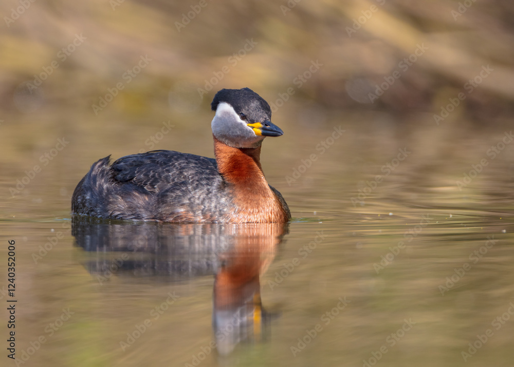 Fototapeta premium Red-necked grebe at the small lake in spring