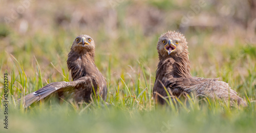 Lesser spotted eagle - pair of birds in spring photo