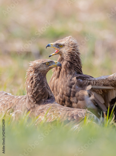 Lesser spotted eagle - pair of birds in spring photo