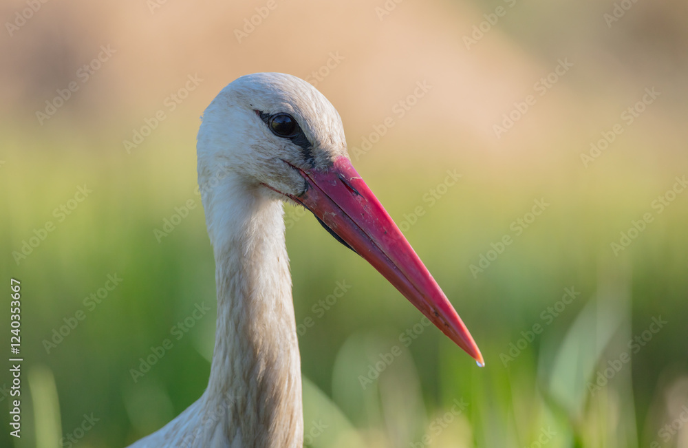 Fototapeta premium The white stork - at a wet fields in spring