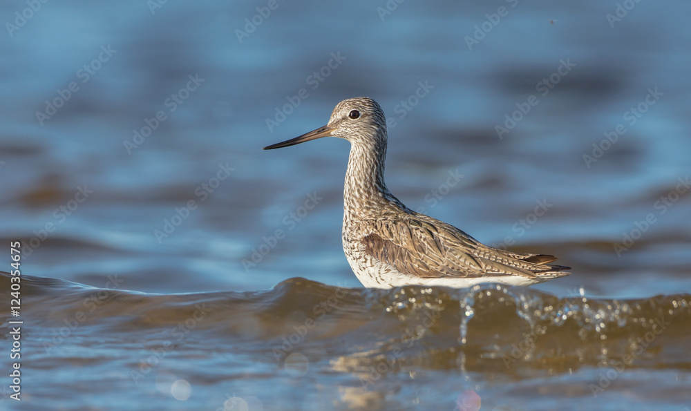 Common Greenshank feeding at a wetland in spring on a migration way Common Greenshank feeding at a wetland in spring on a migration way