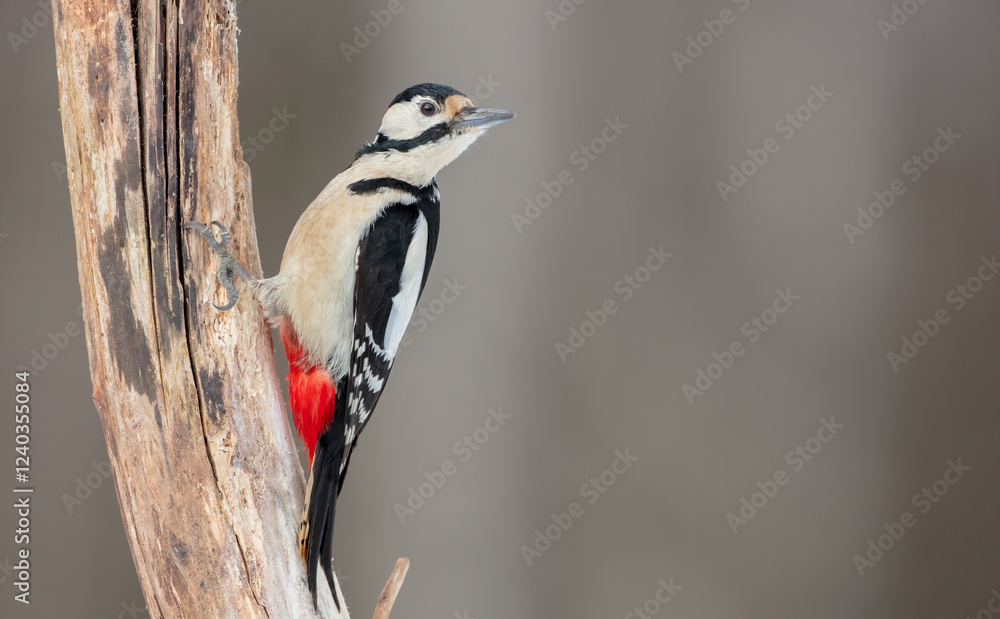 Great Spotted Woodpecker - male - in the wet forest in autumn Great Spotted Woodpecker - male - in the wet forest in autumn