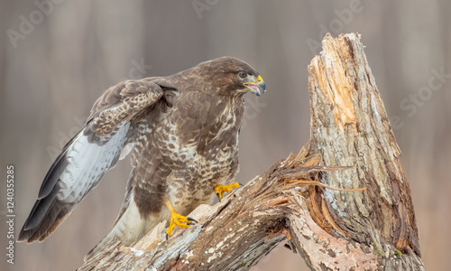 Common Buzzard in winter at a wet forest