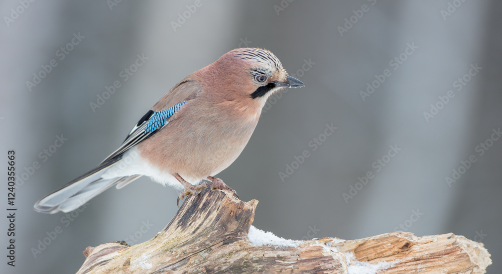 Obraz premium Eurasian Jay - in winter at the wet forest