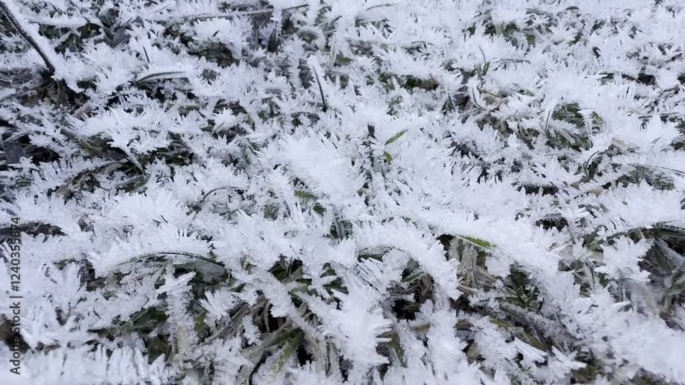 Cold effects in nature, frost, ice crystals and seasonal effects on plants Cold effects in nature, frost, ice crystals and seasonal effects on plants