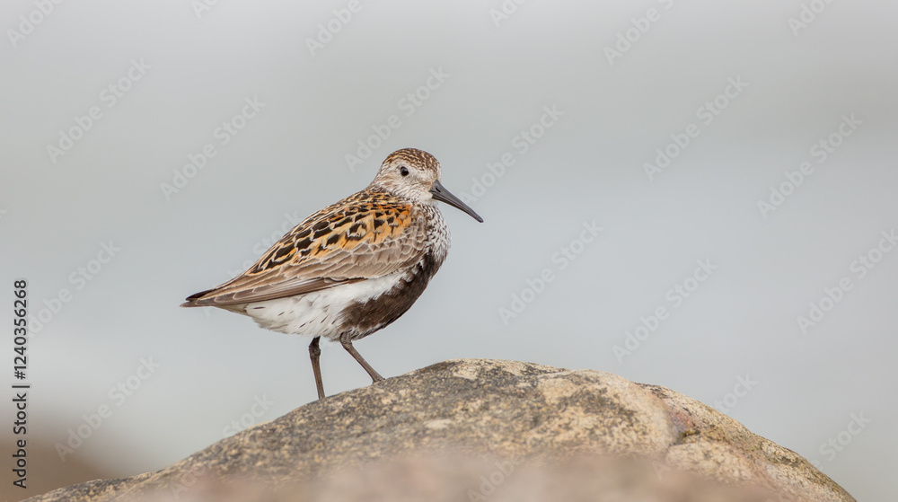 Dunlin - adult bird at a seashore on the autumn migration way Dunlin - adult bird at a seashore on the autumn migration way