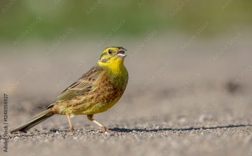 Obraz premium Yellowhammer - male in summer