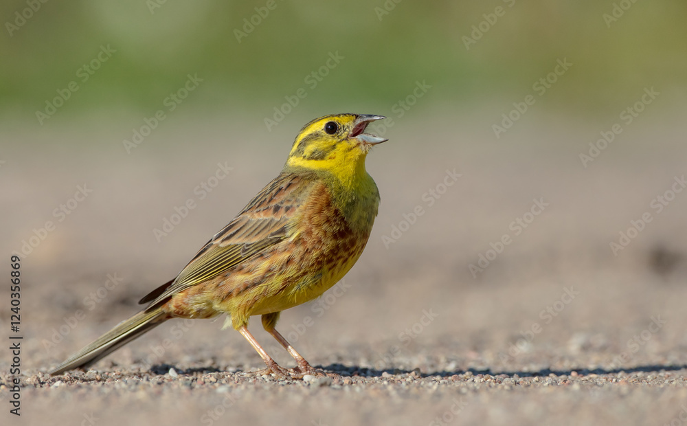 Fototapeta premium Yellowhammer - male in summer